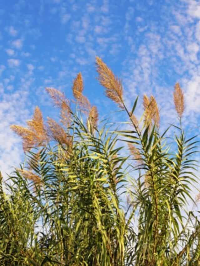 10 Invasive Plants That Can Also Trigger Allergies Story Radical FIRE