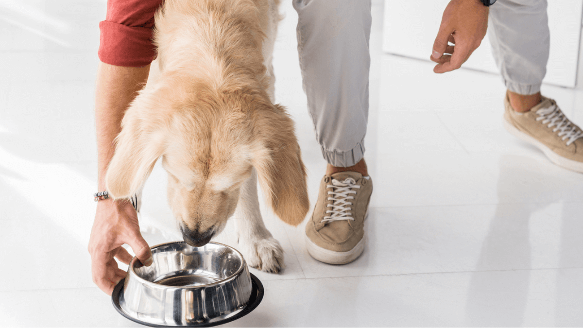 Feeding golden retriever dog