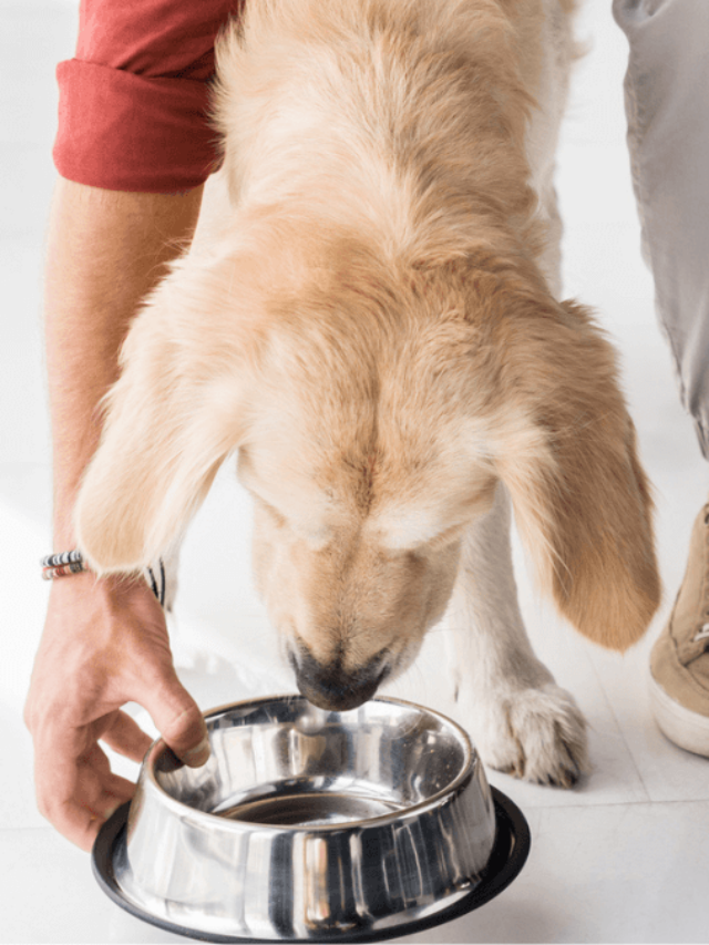Feeding golden retriever dog