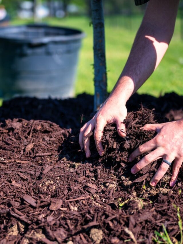 Where To Get Free Compost Near Me: 15 Best Places To Get Compost Today