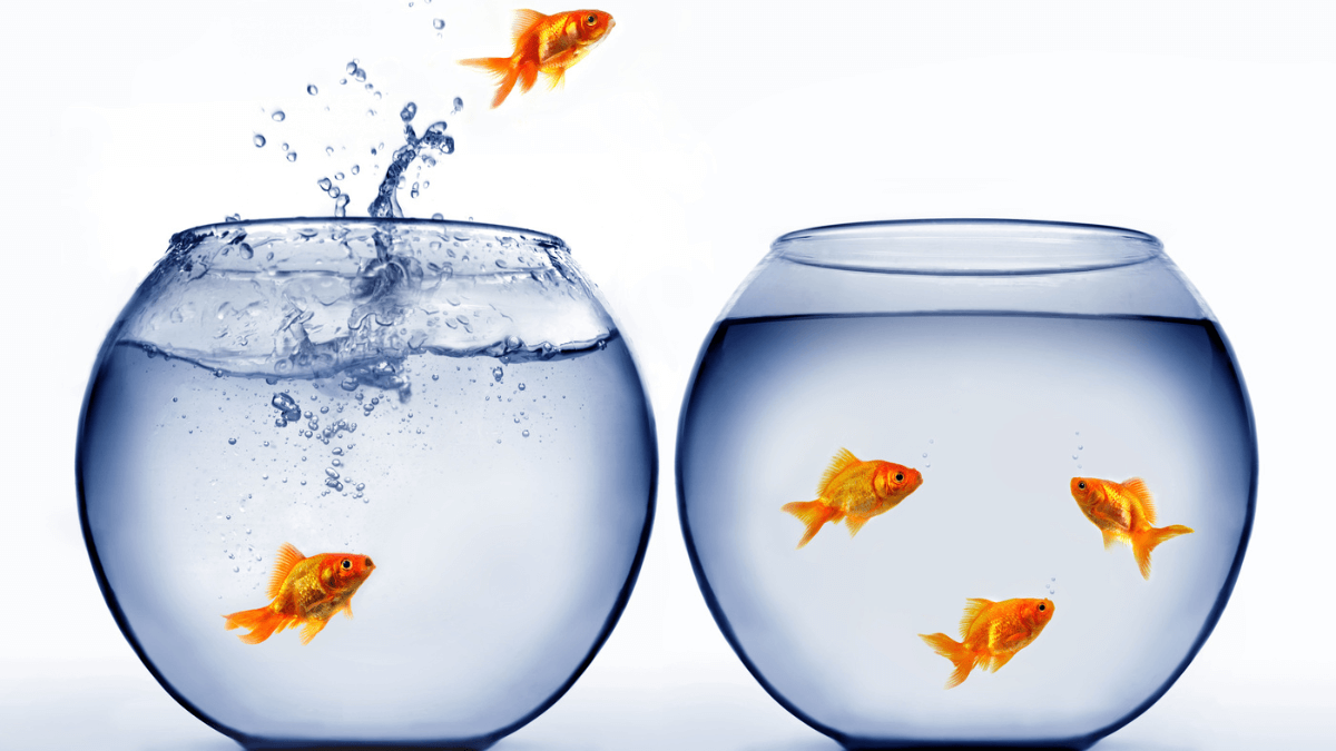 Goldfish Jumping From One Bowl to The Other MSN