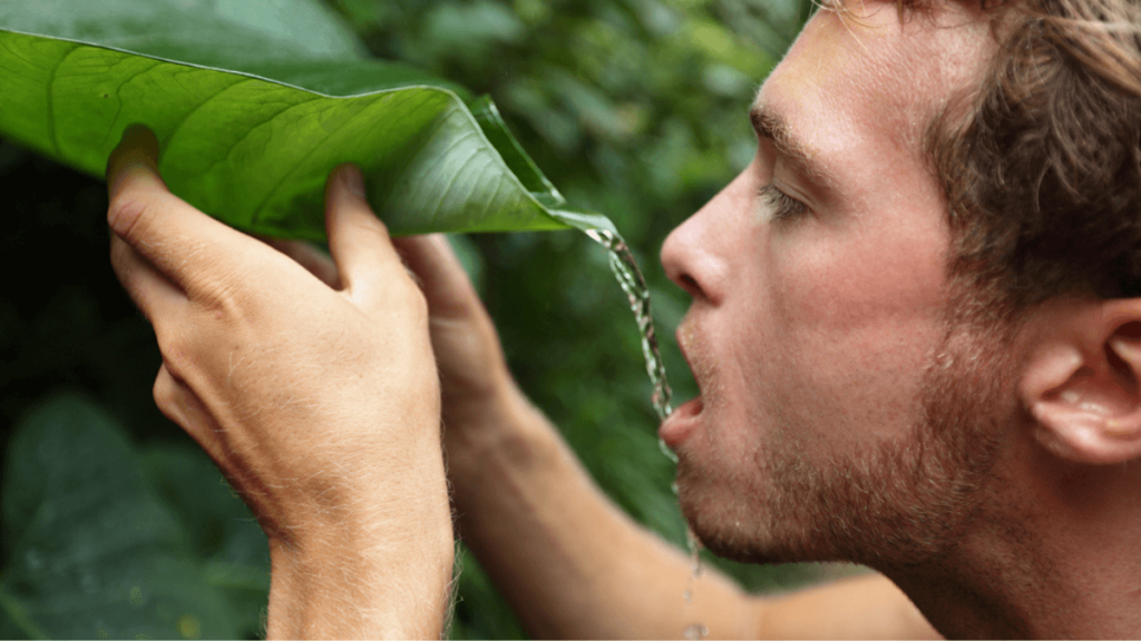 Man drinking from leaf - MSN