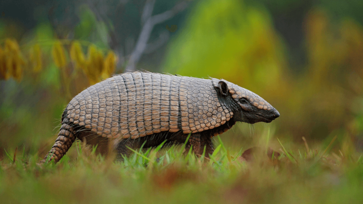 Armadillo Walking Through the Forest in Nature Wild Animal MSN