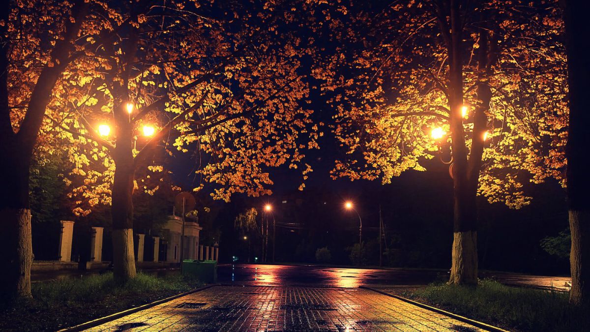 Autumn Night Park Trees With Yellow Leaves MSN