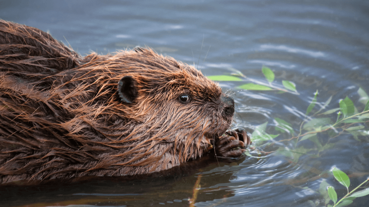 Beaver Swimming Underwater MSN Wild Animal