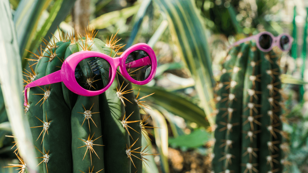 Cacti Cactus with Sunglasses Garden with Green Nature MSN