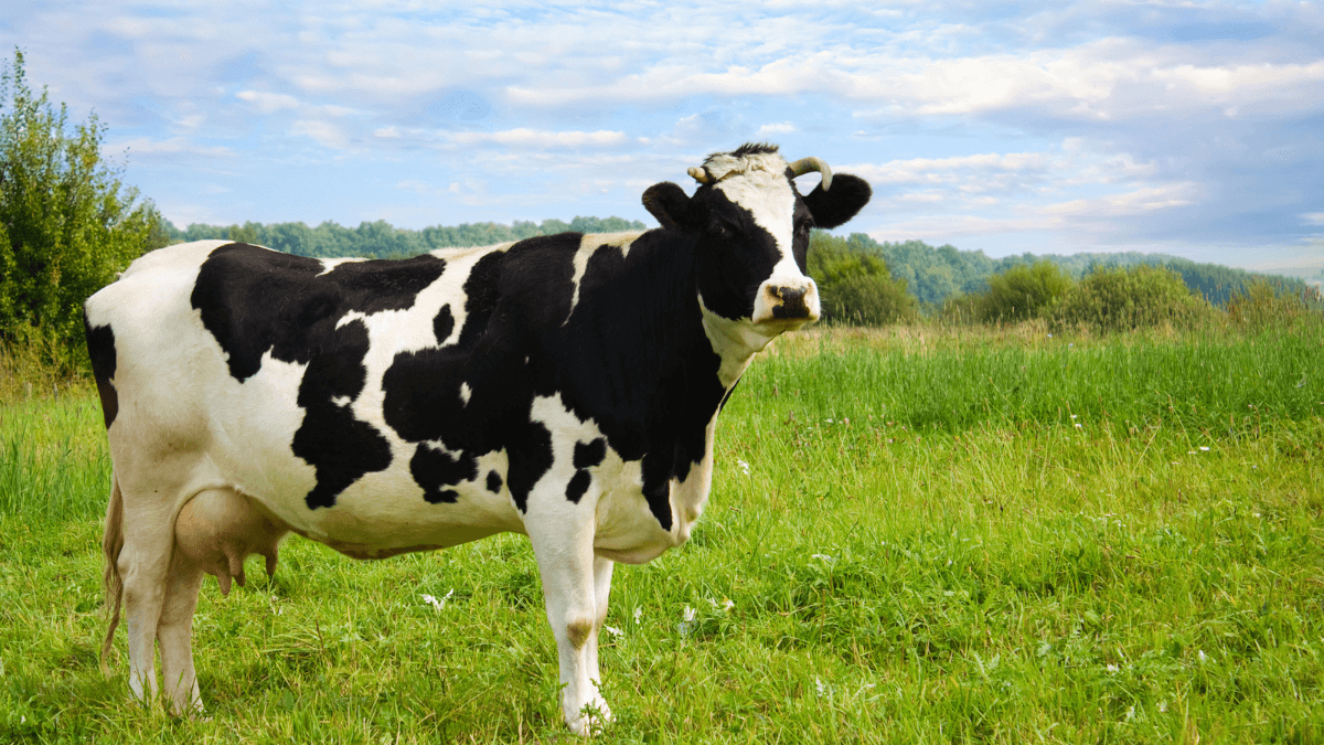 Cow Standing in Field on Farm in Nature Cattle MSN