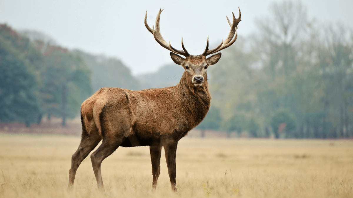 Deer in The Forest MSN Wild Animal