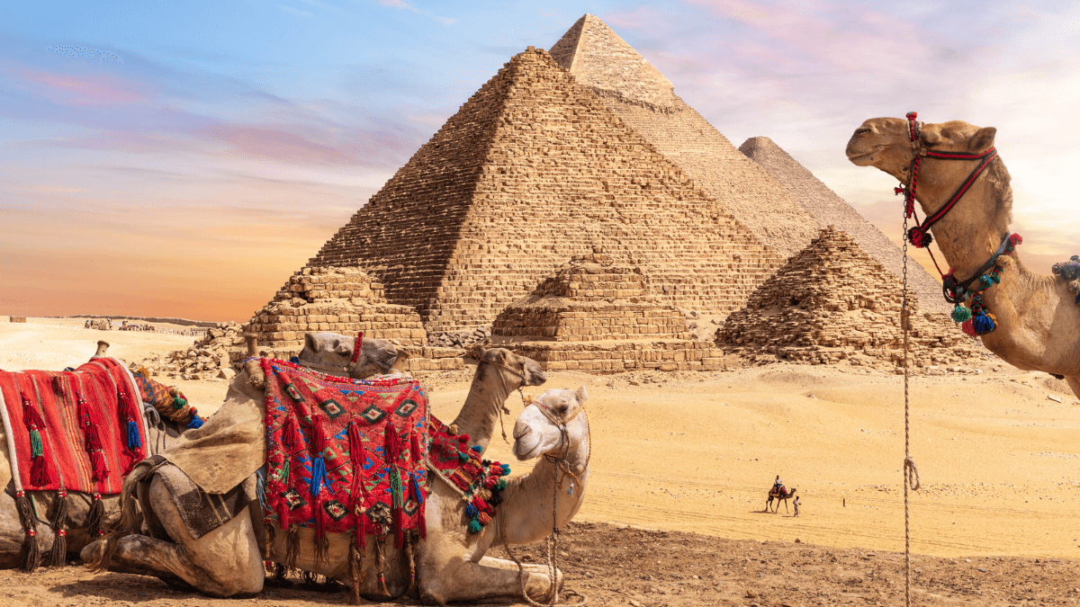 Egypt Image with Pyramids and Camels in the Desert MSN