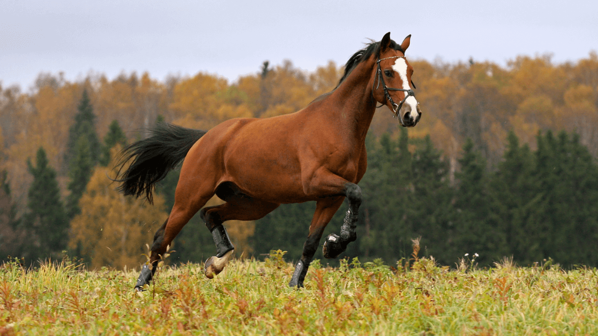Horse Running Across Field and Forest Wild Animal MSN