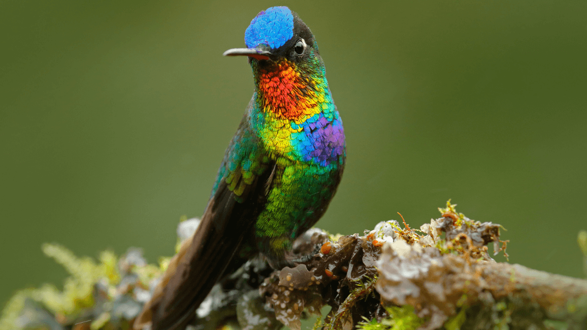 Hummingbird Animal Sitting on a Branch MSN