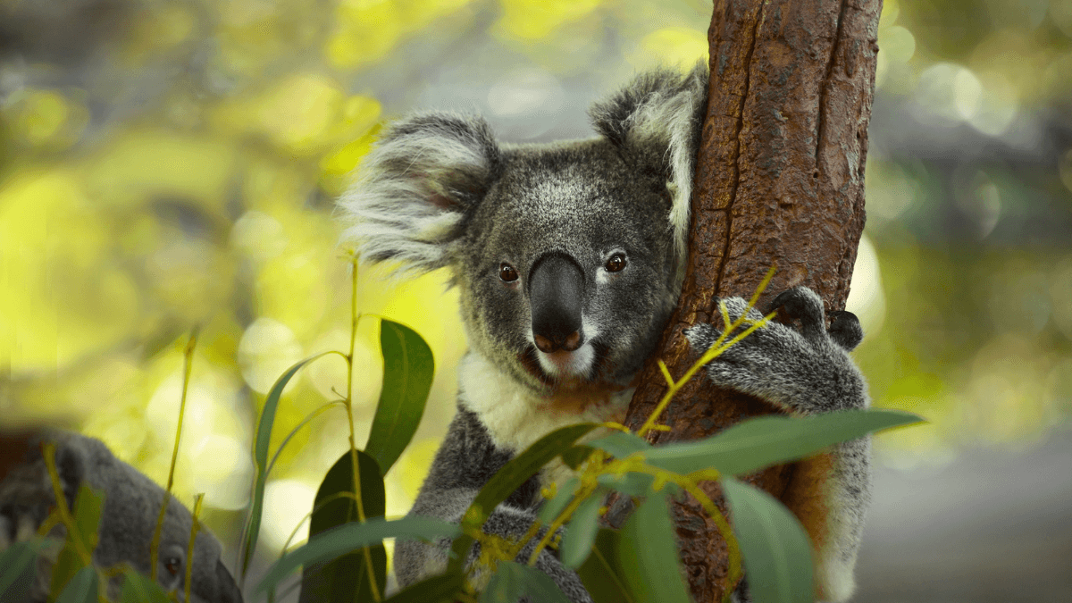 Koala in Tree in Nature Wild Animal MSN
