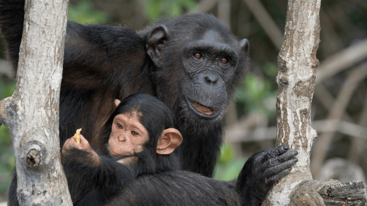 Monkey Chimpanzees Sitting on Branch in Tree in Jungle MSN
