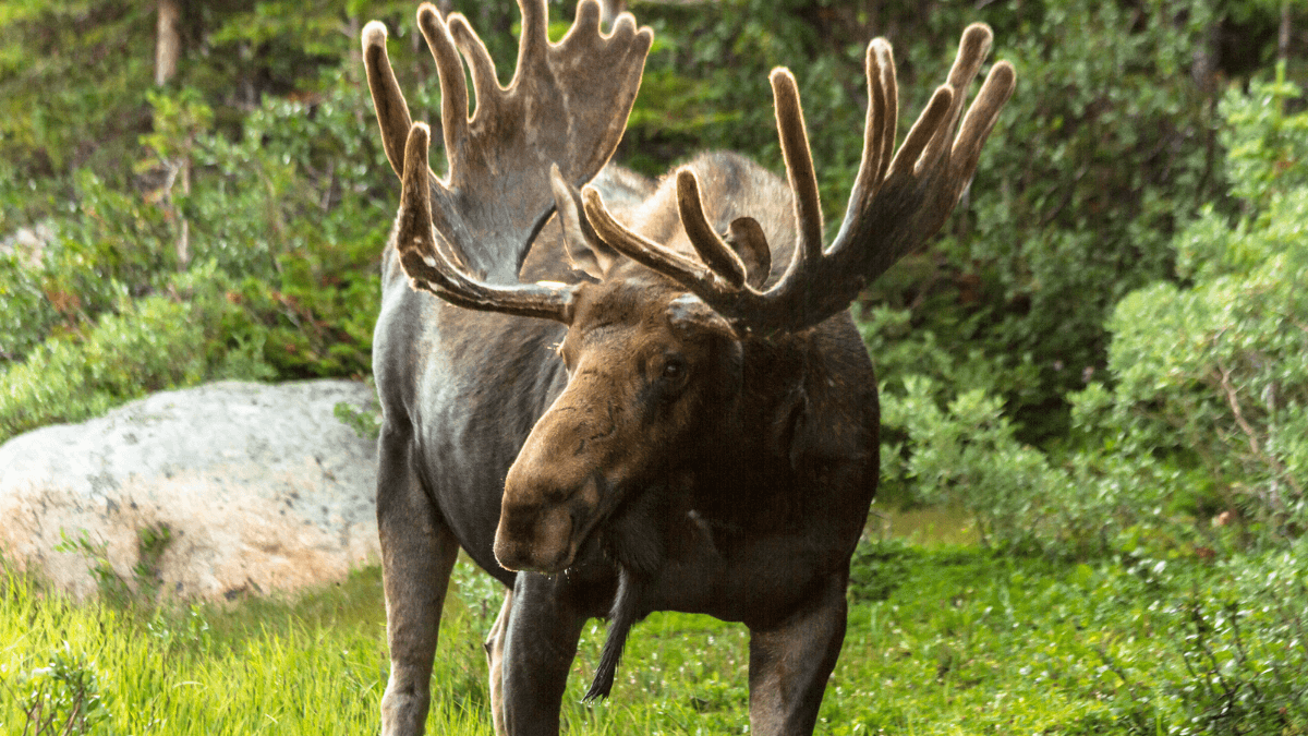 Moose Wild Animal In the Forest Nature MSN