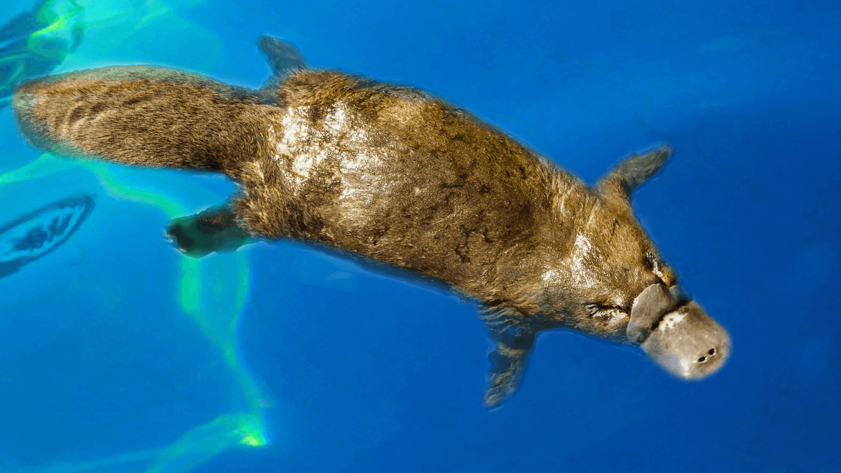 Platypus Swimming in the Ocean Sea in Australia Wild Animal MSN