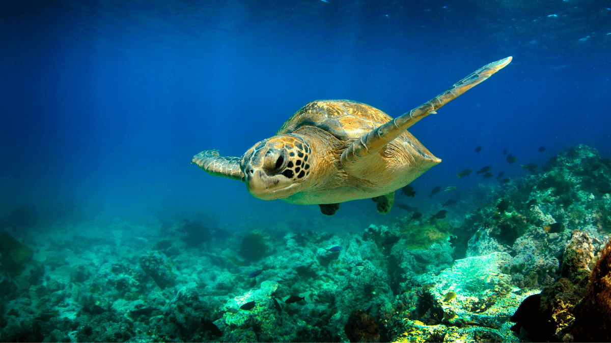 Sea Turtle Swimming Underwater in Sea With Corals MSN