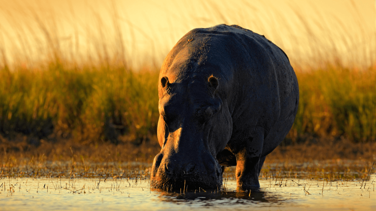 Wild Hippo Animal on The Savannah in Africa MSN