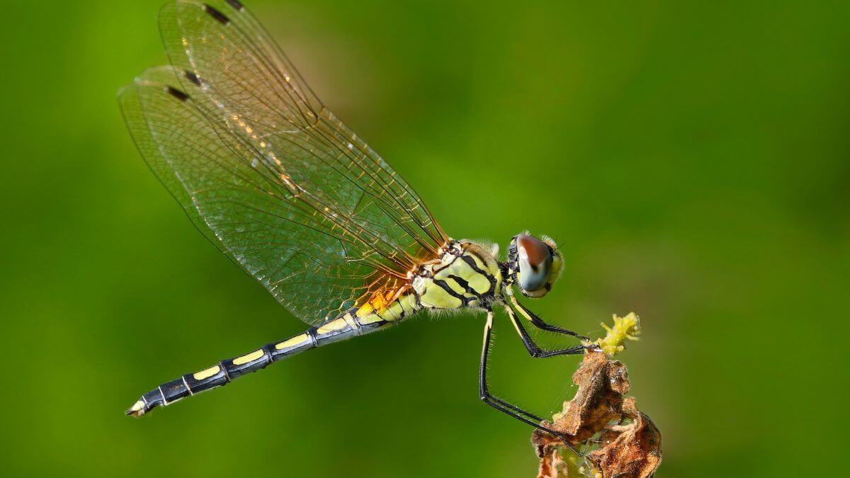Dragonfly In Nature MSN