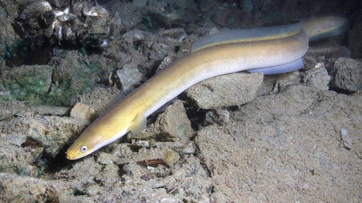 Eel Underwater On Ocean Floor MSN