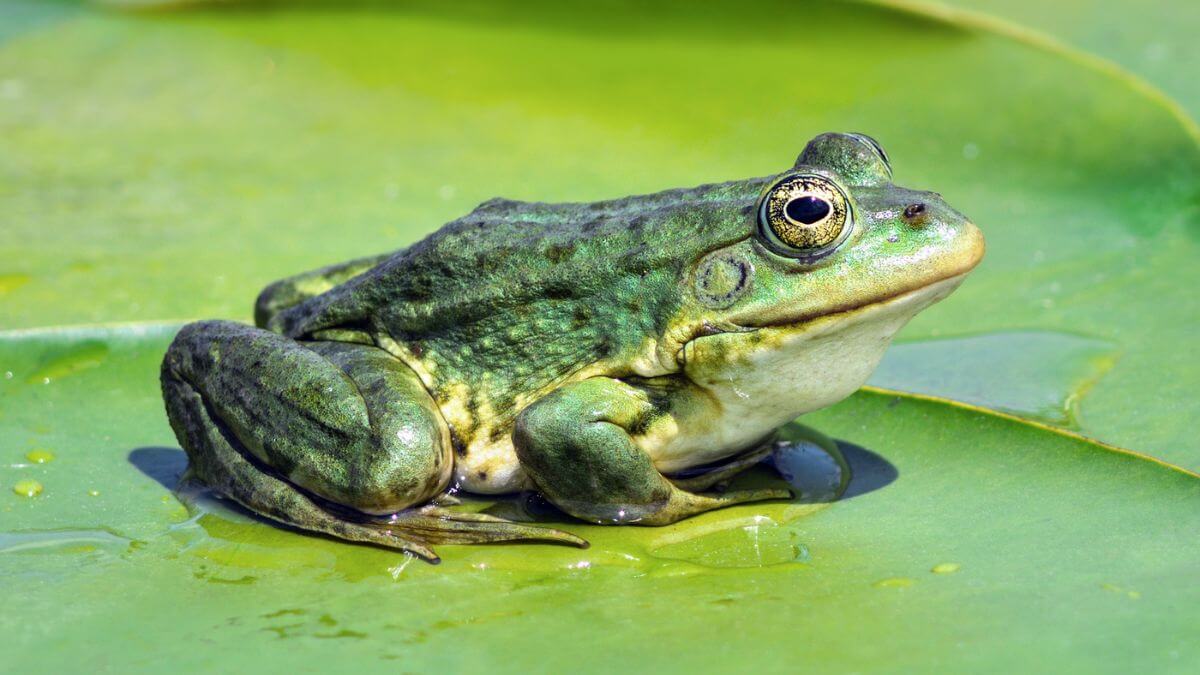 Green Frog Sitting On Leaf MSN