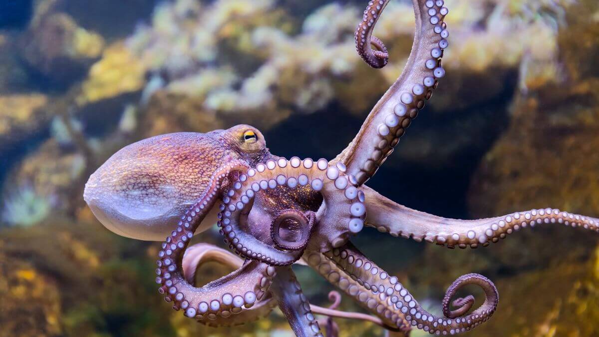 Octopus Close Up View MSN