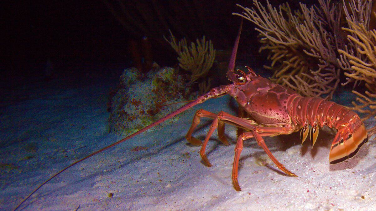 Wild Red Lobster In The Ocean MSN