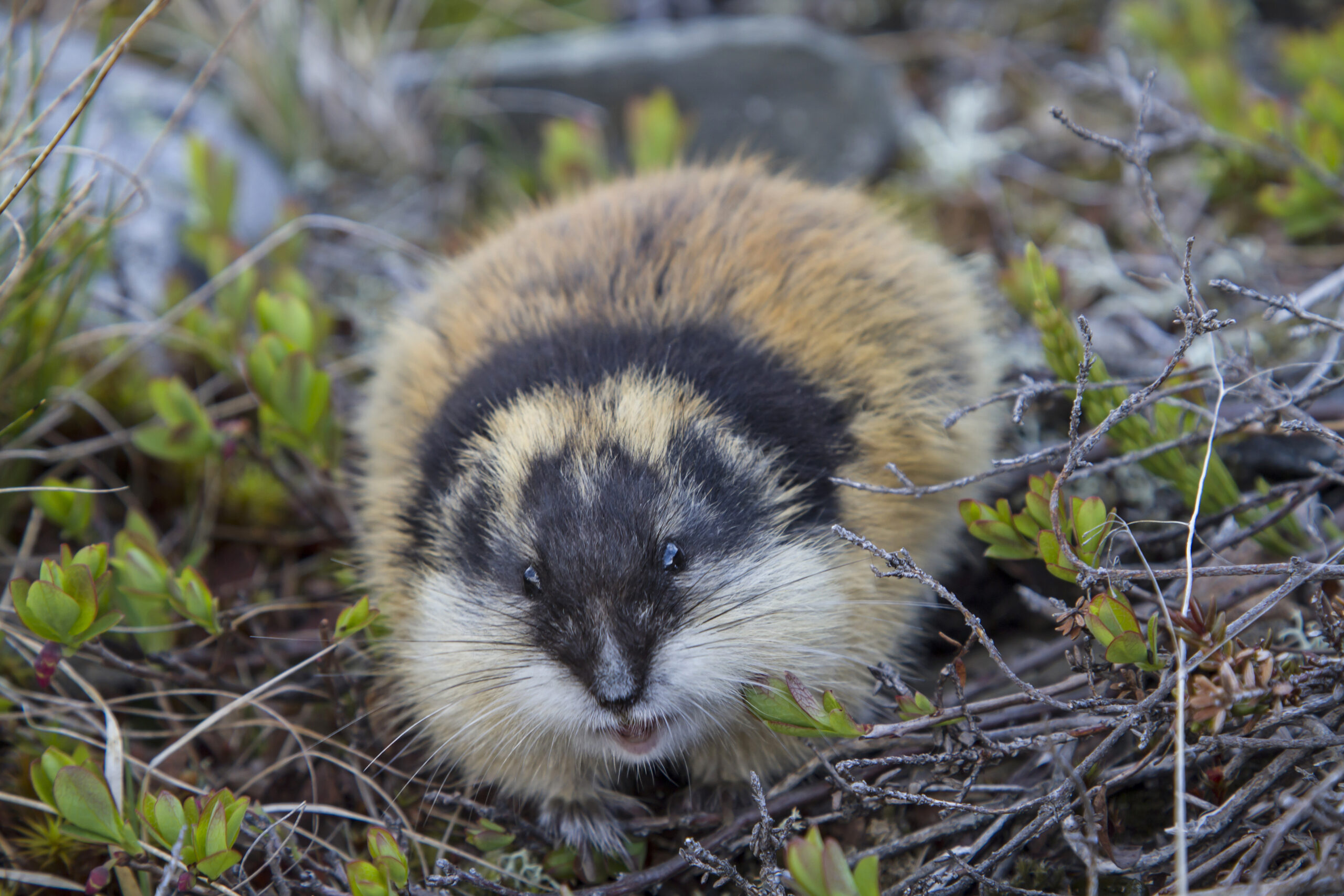 Lemmings in many areas of massif Jotunheimen MSN.