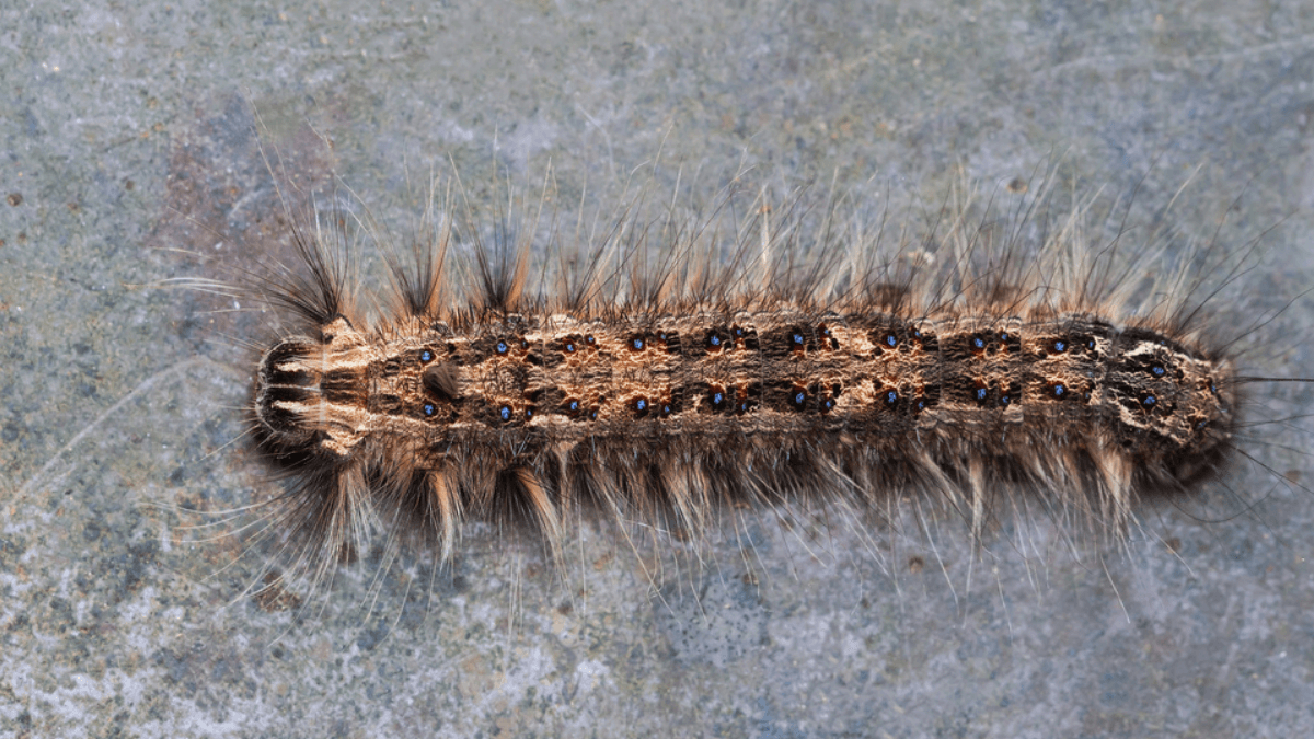 Maculinea caterpillar MSN