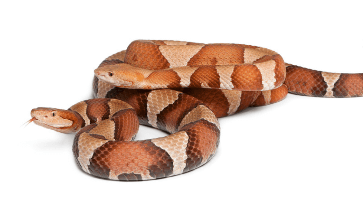 Male and female copper head snake MSN