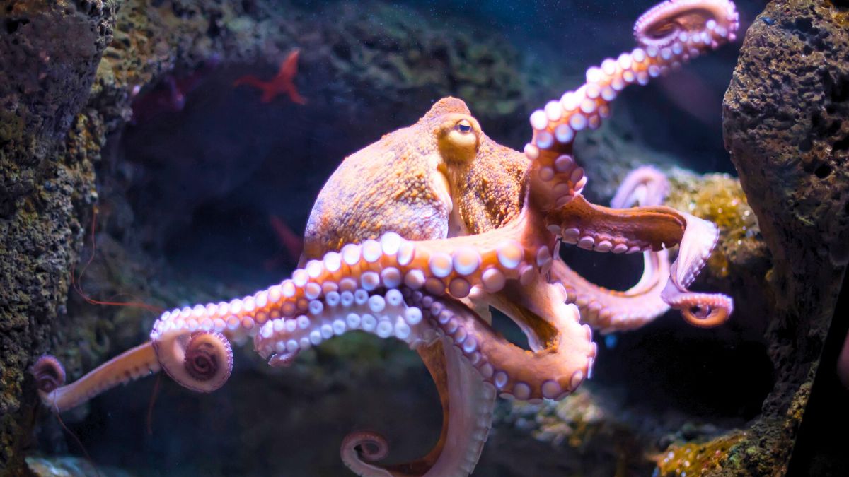 Underwater Octupus