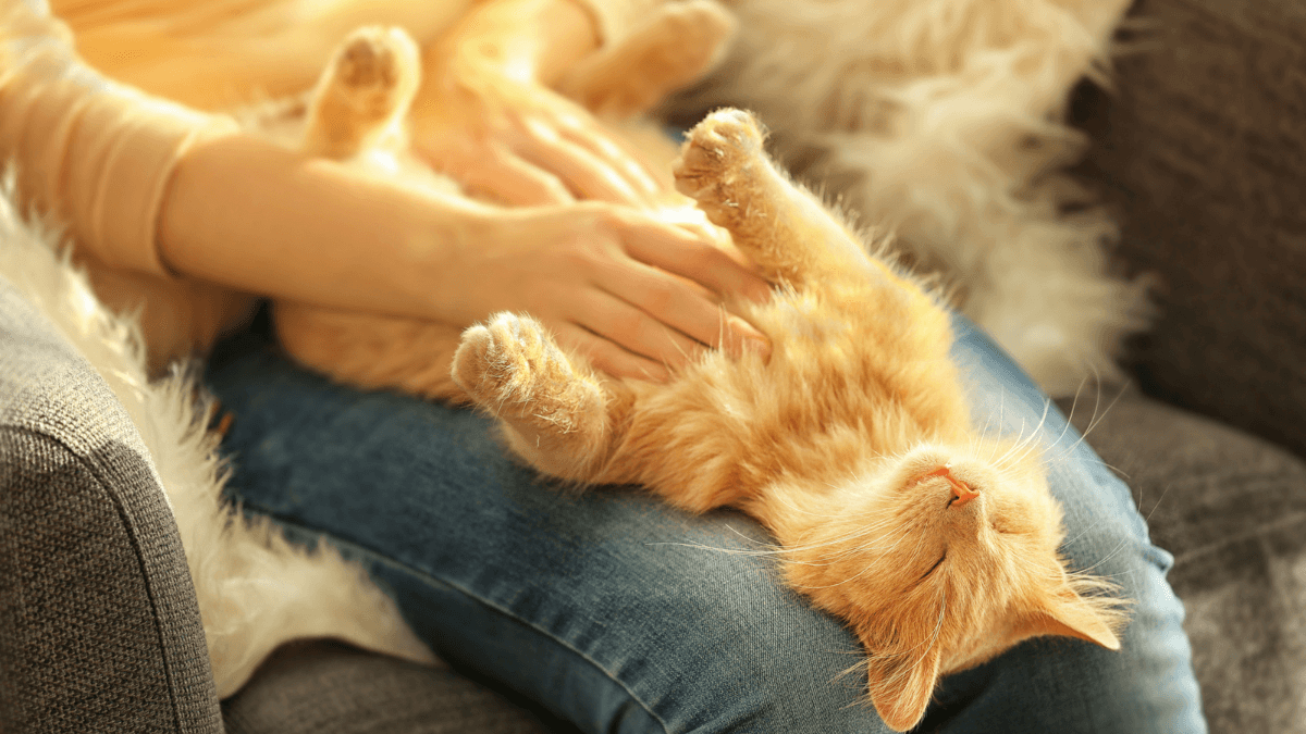 Bellyrubs cat kitten pet cat on lap-ginger-msn
