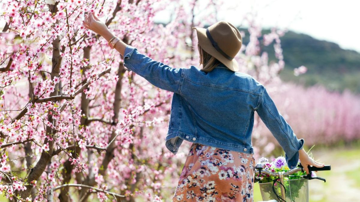 Woman picking cherry blossom MSN