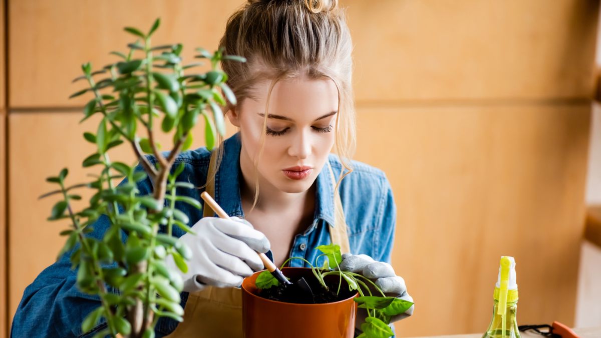 Beautiful woman gardening carefully MSN