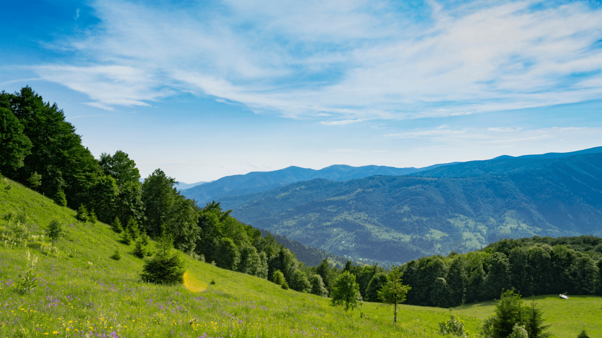 Mountain View - Park - Trees - Meadow - Sunny Blue Sky - MSN