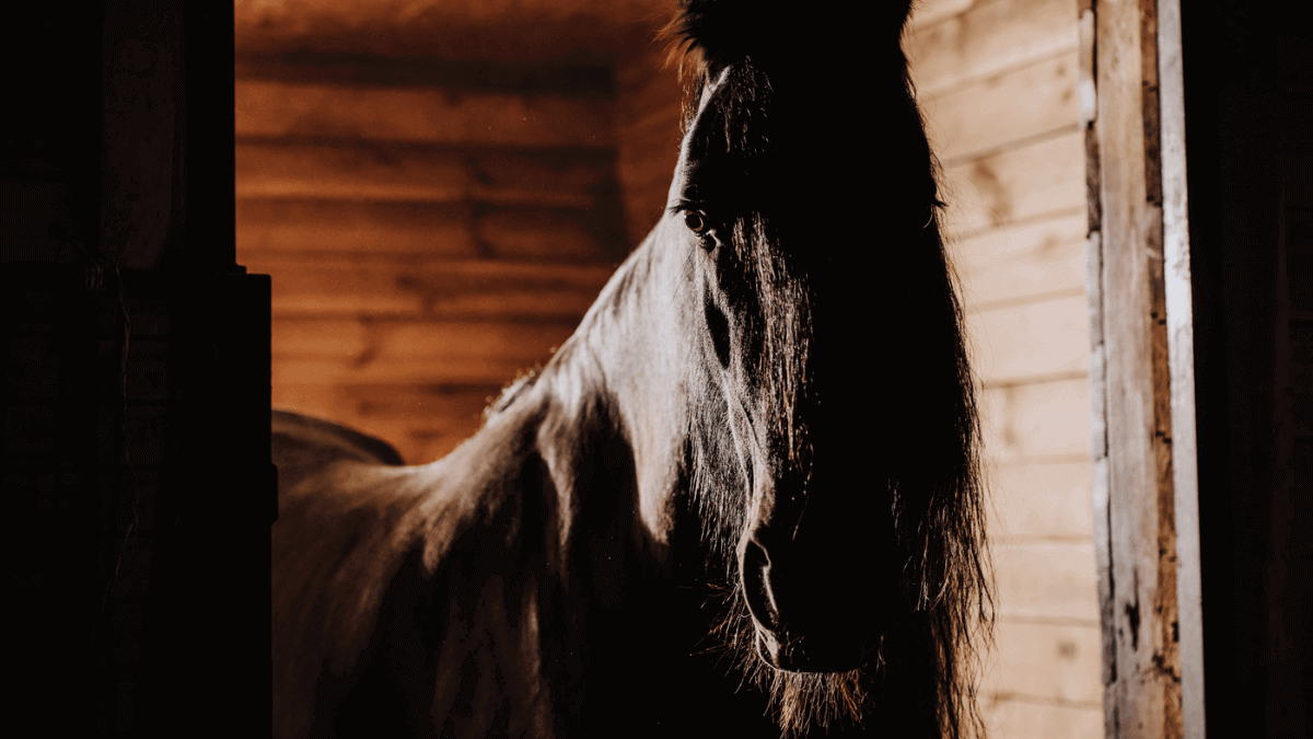 Dark Horse