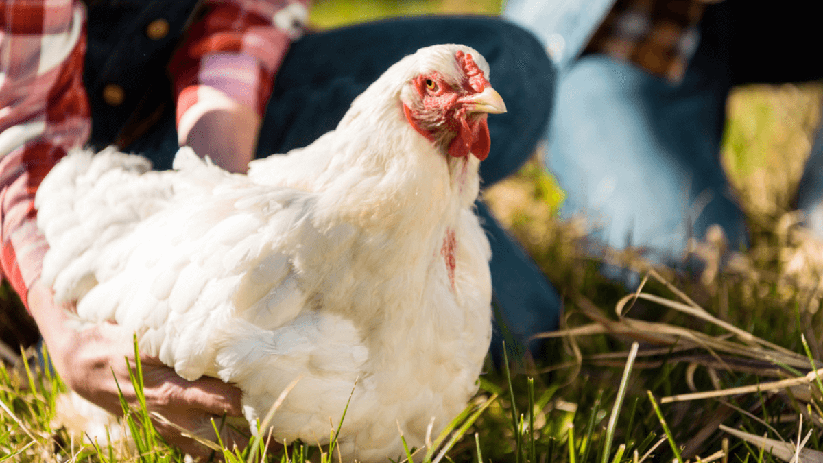 Live chicken surrounded by farmers MSN