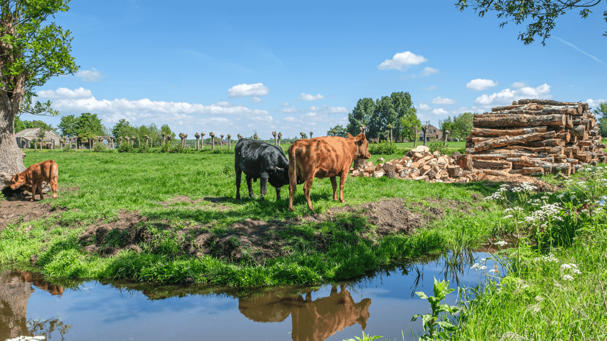 Polder landscape with cow, bull and calf