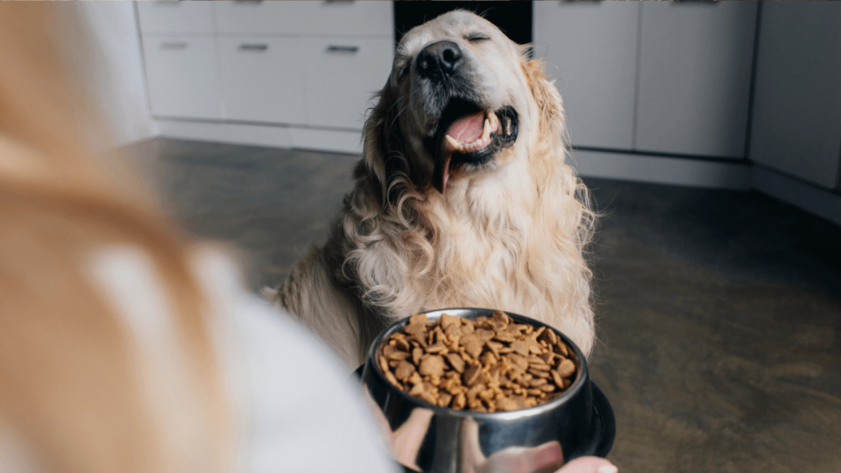 Woman holding pet food to a smiling dog MSN