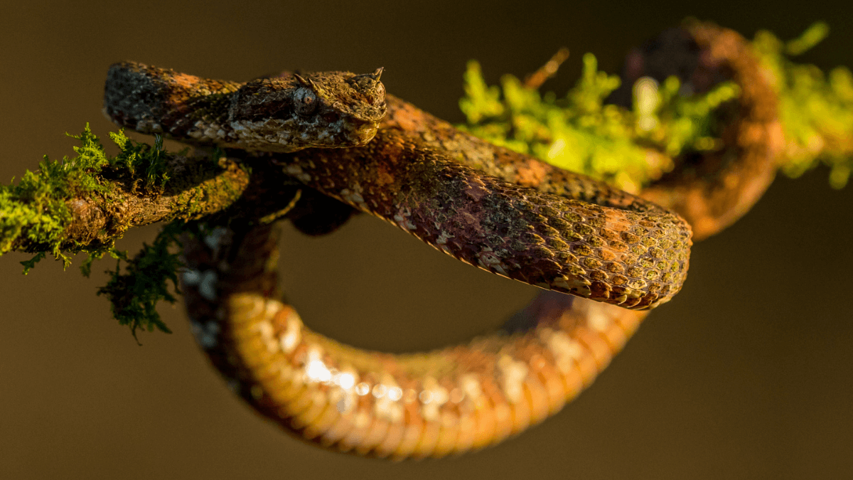 brown snake