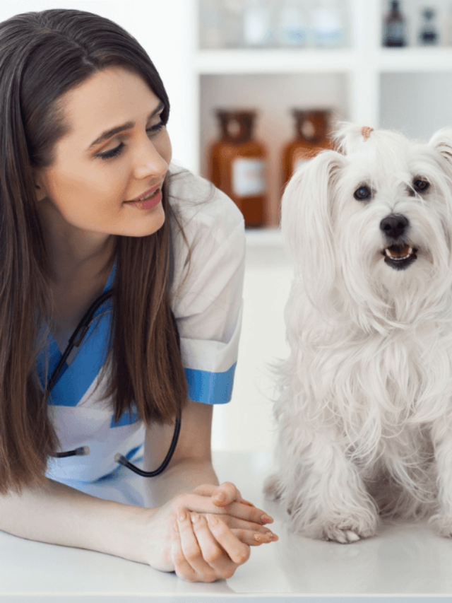 Is Pet Insurance Worth It? 5 Best and Popular Companies