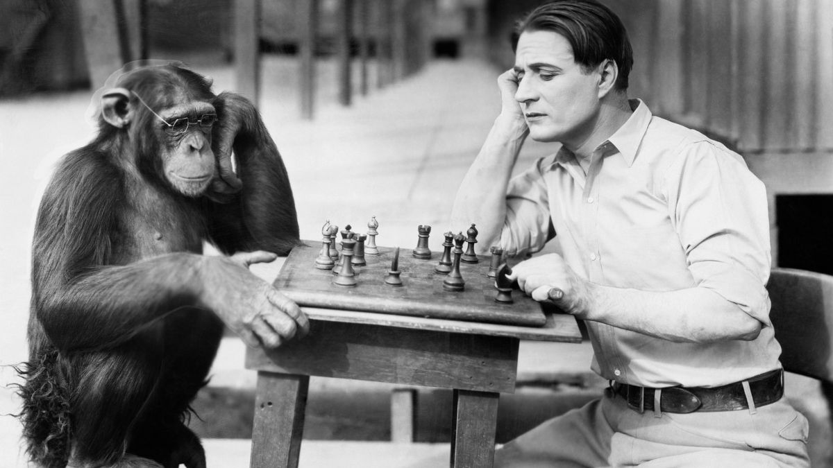 Man and cool chimpanzee playing chess MSN