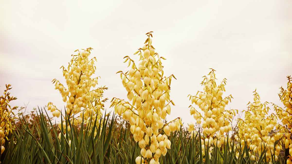 Yucca flower tree of happiness MSN.