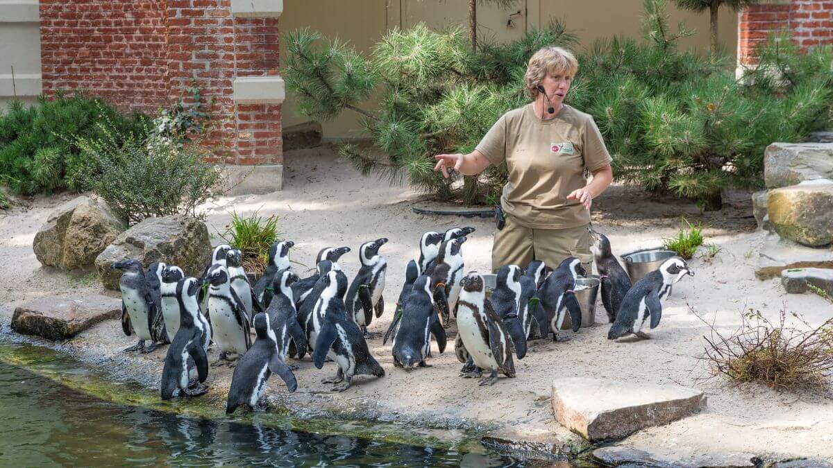 Zookeeper with the penguins MSN