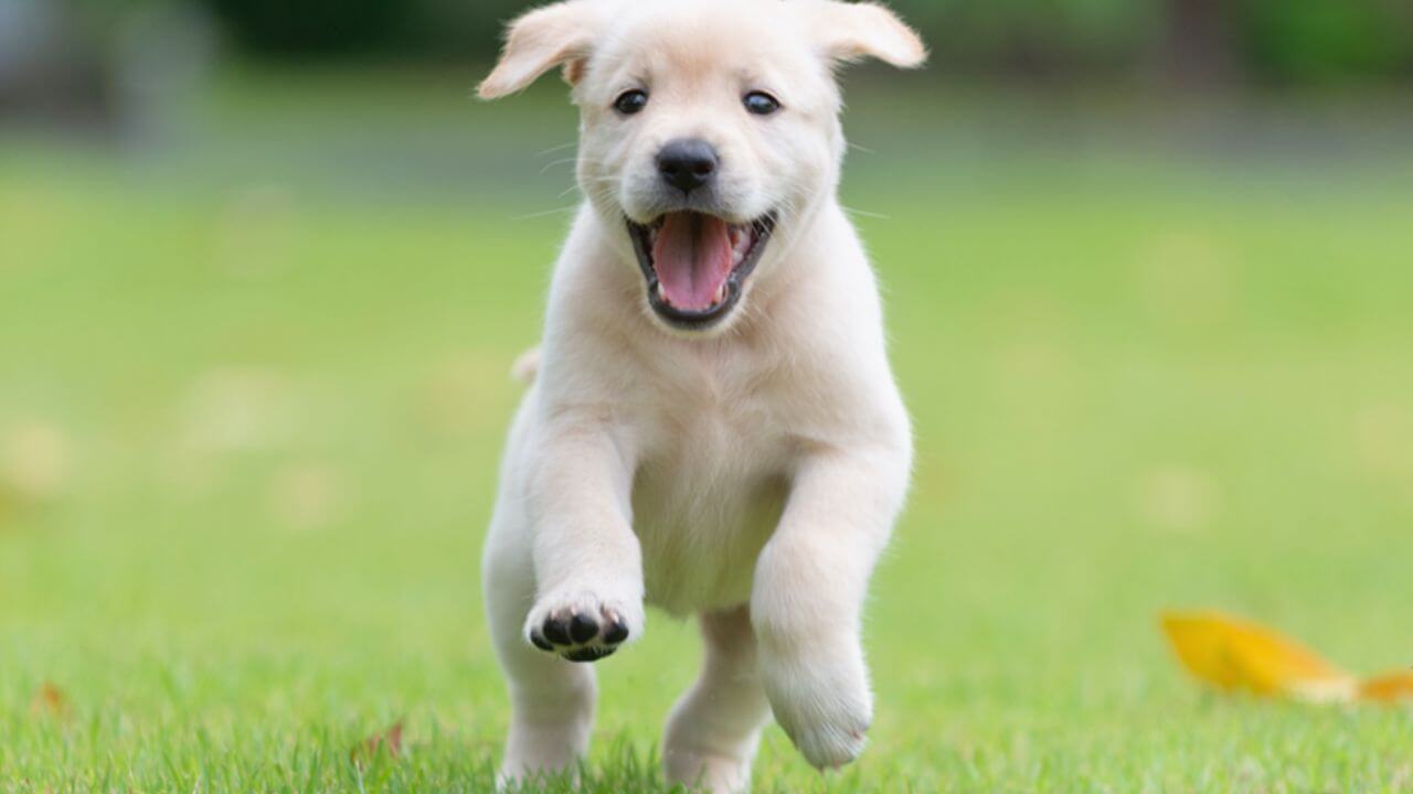 Happy Golden Retriever Puppy Running in Park