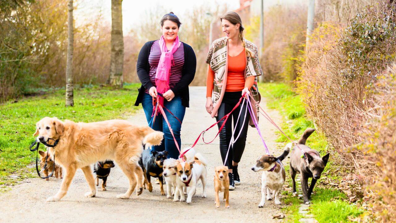 Dog Sitters Walking Their Customers